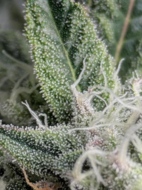 Ayahuasca purple xThe Churchx Sticky"D". Week 9