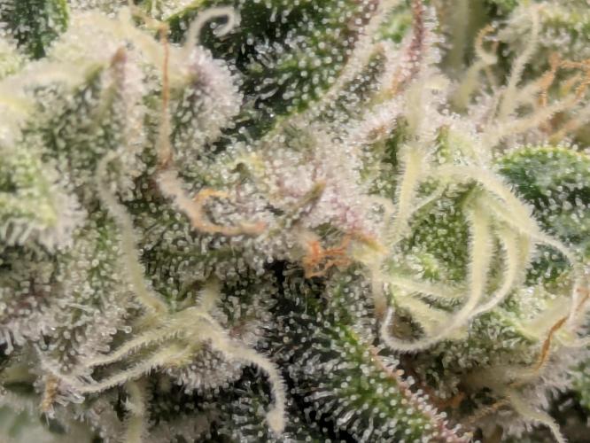 Ayahuasca purple xThe Churchx Sticky"D". Week 9