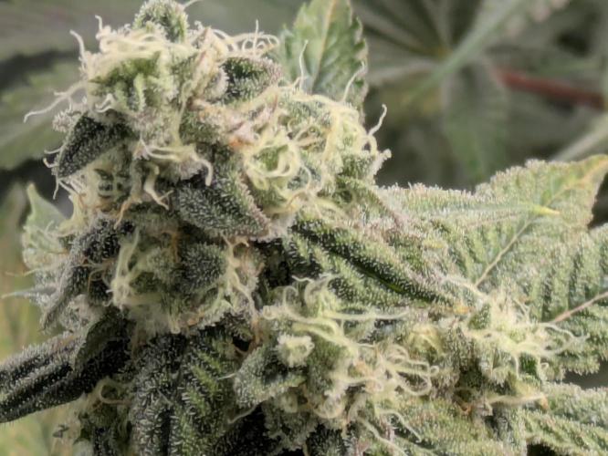 Ayahuasca purple xThe Churchx Sticky"D". Week 9