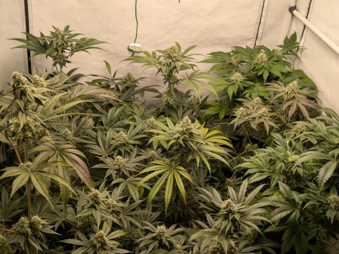 Ayahuasca purple xThe Churchx Sticky"D". Week 9