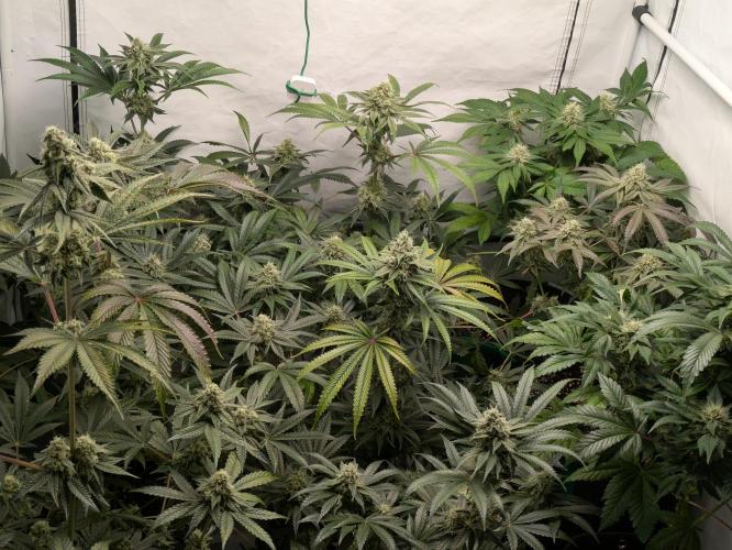 Ayahuasca purple xThe Churchx Sticky"D". Week 9
