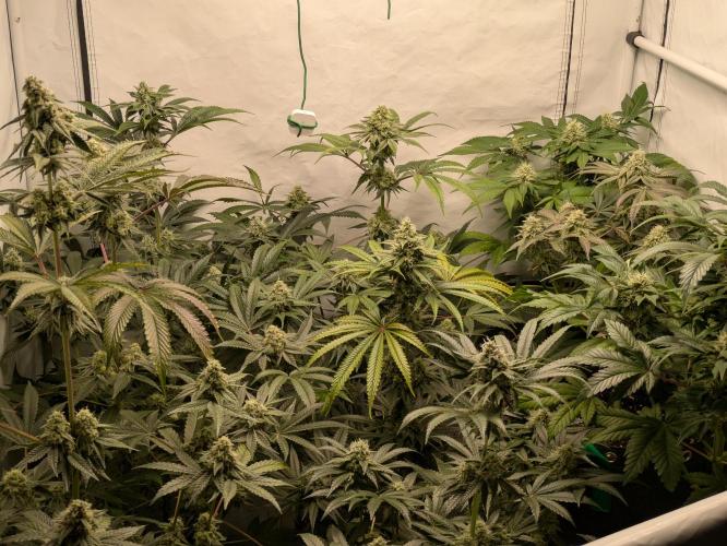 Ayahuasca purple xThe Churchx Sticky"D". Week 9