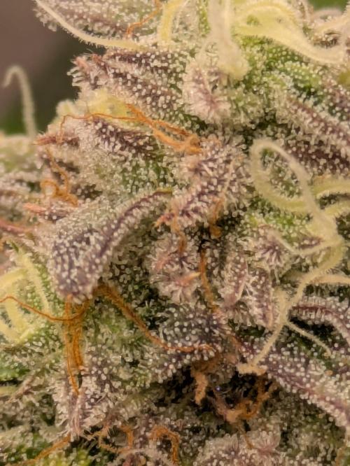 Ayahuasca purple xThe Churchx Sticky"D". Week 10