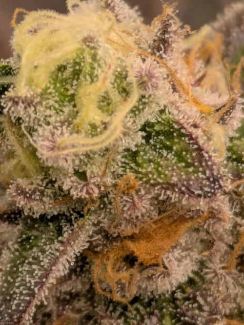 Ayahuasca purple xThe Churchx Sticky"D". Week 10