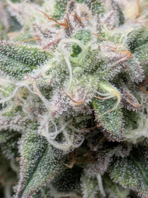 Ayahuasca purple xThe Churchx Sticky"D". Week 10
