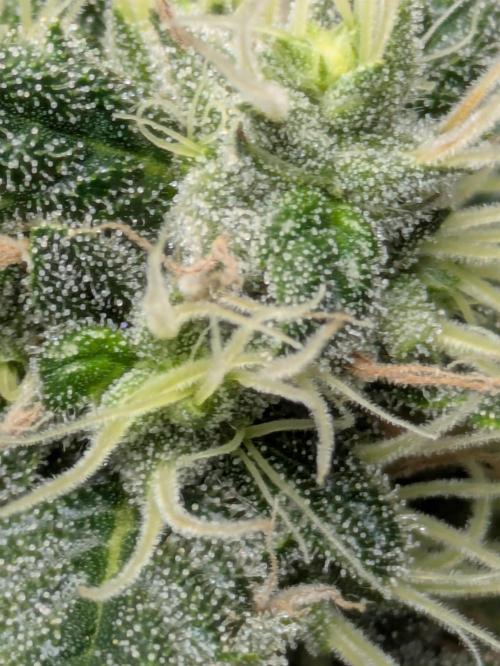 Ayahuasca purple xThe Churchx Sticky"D". Week 10