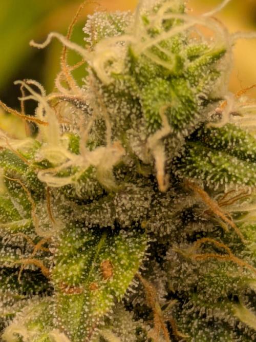Ayahuasca purple xThe Churchx Sticky"D". Week 10