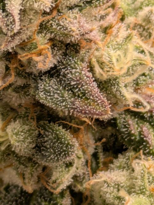 Ayahuasca purple xThe Churchx Sticky"D". Week 10