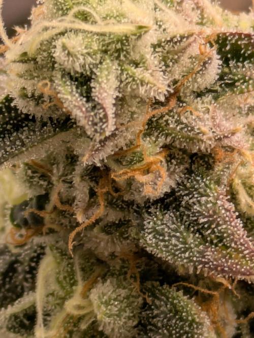 Ayahuasca purple xThe Churchx Sticky"D". Week 10