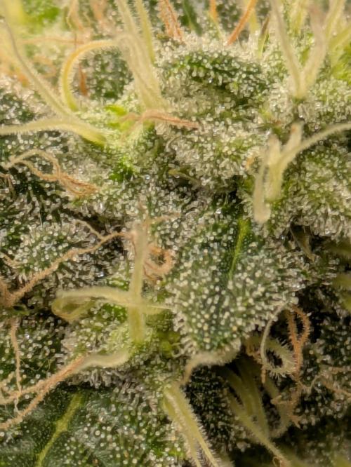 Ayahuasca purple xThe Churchx Sticky"D". Week 10