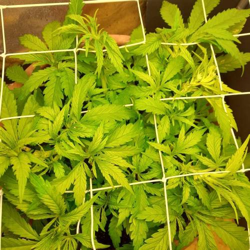 Early Skunk Fem. Week 4