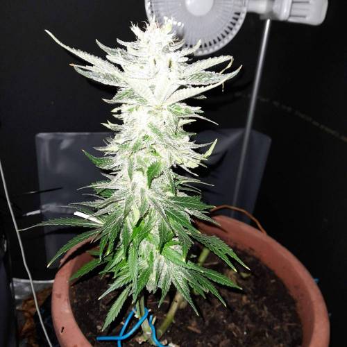 Early Skunk Fem. Week 14