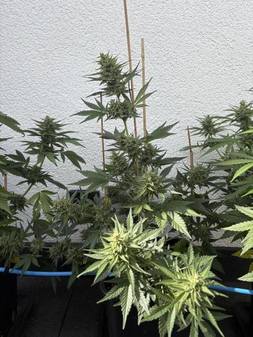 Mephisto Outdoor Sativas. Week 8 - CC - D57