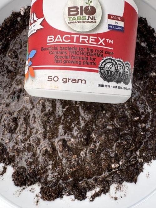 505 Headbanger. Week 0 - Beneficial bacteria for the mud pie