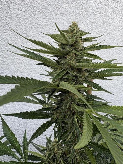 Mephisto Outdoor Sativas. Week 8 - NCH - D57