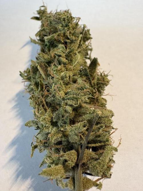 505 Headbanger. Week 12 - #2