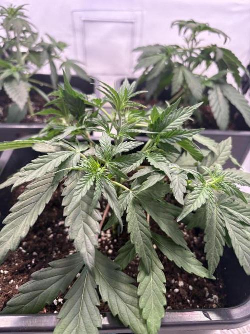 Mephisto Outdoor Sativas. Week 3 - OSB - D20