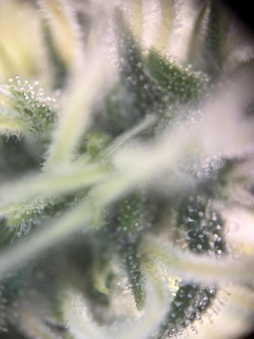 Mephisto and Dutch Passion. Week 7 - FS x SC Trichshot - D46