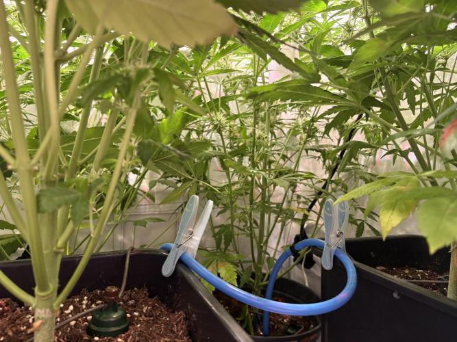 Mephisto and Dutch Passion. Week 7 - Blumat - D46