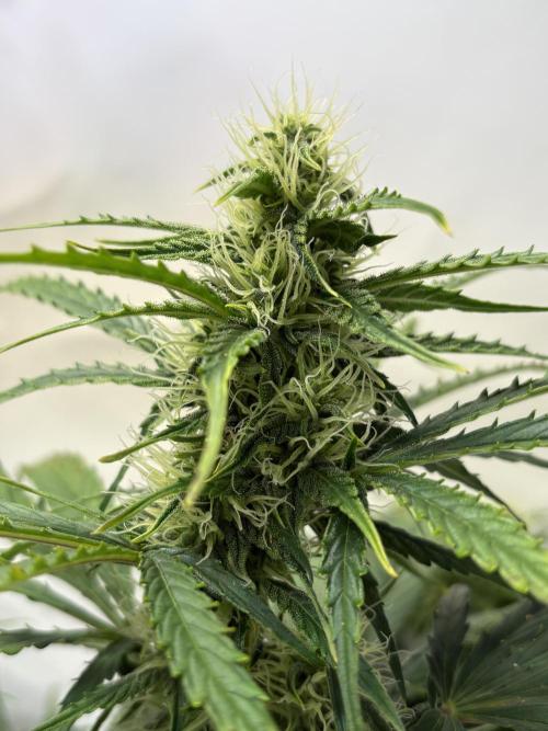 Mephisto and Dutch Passion. Week 7 - Xtreme Haze - D46