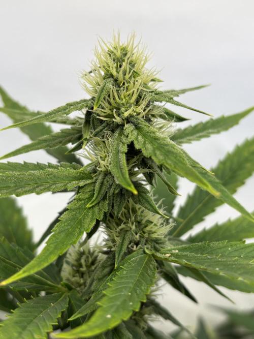 Mephisto and Dutch Passion. Week 7 - Headbanger 505 - D46