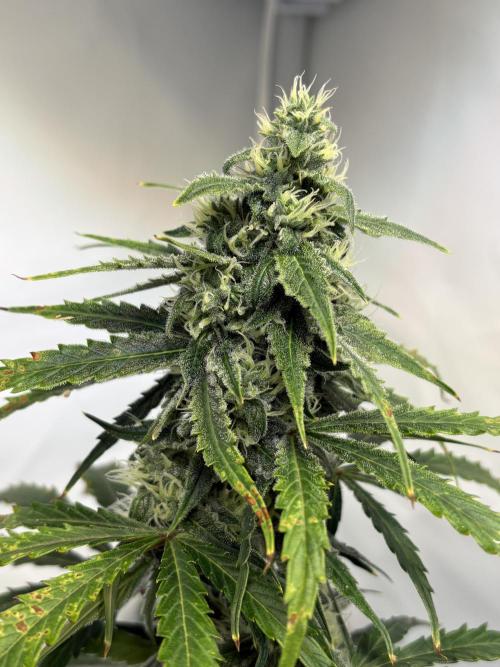 Mephisto and Dutch Passion. Week 7 - Dead Lot - D46