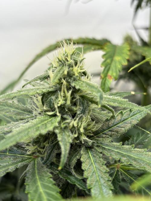 Mephisto and Dutch Passion. Week 7 - Dead Lot - D46