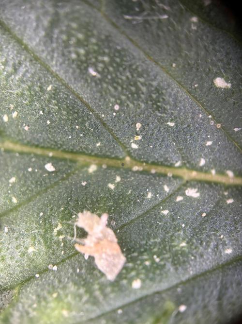 Mephisto and Dutch Passion. Week 7 - Beneficial mite amblyseius californicus