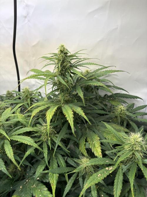 Mephisto and Dutch Passion. Week 7 - Xtreme Haze - D46