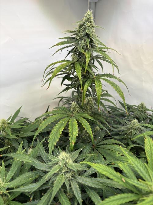 Mephisto and Dutch Passion. Week 7 - Dead Lot - D46