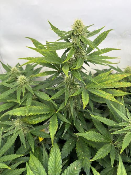 Mephisto and Dutch Passion. Week 7 - Headbanger 505 - D46