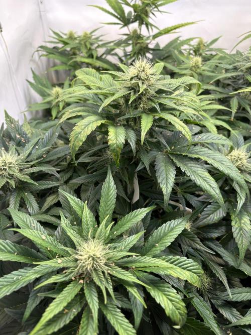 Mephisto and Dutch Passion. Week 7 - FS x SC - D46