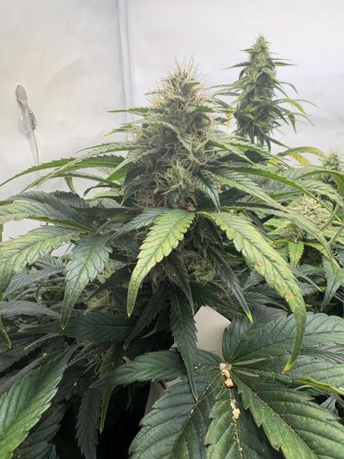 Mephisto and Dutch Passion. Week 8 - FS X SC - D53