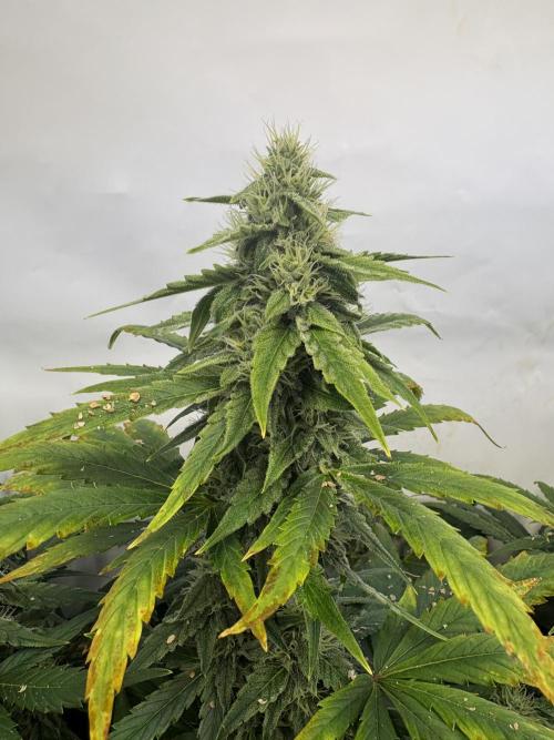 Mephisto and Dutch Passion. Week 8 - Headbanger 505 - D53