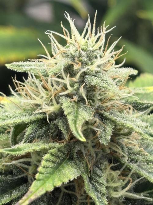 Mephisto and Dutch Passion. Week 8 - FS X SC - D53