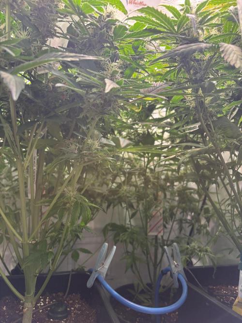 Mephisto and Dutch Passion. Week 8 - D53