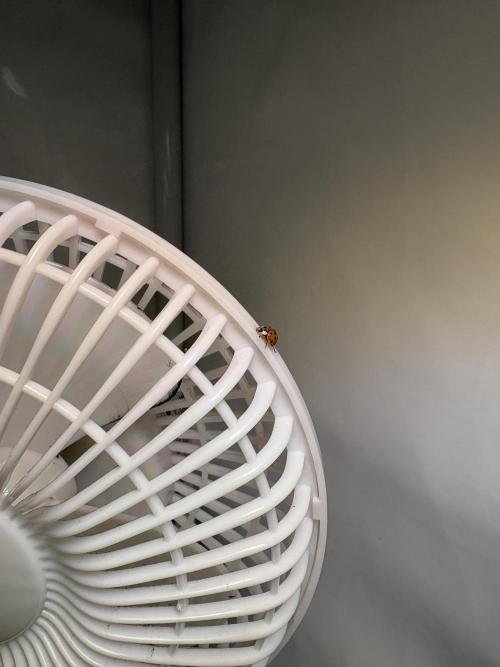 Mephisto and Dutch Passion. Week 8 - This is Fred