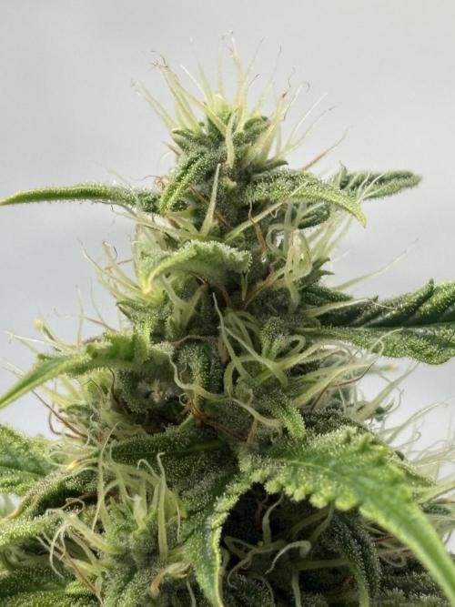 Mephisto and Dutch Passion. Week 8 - Xtreme Haze - D53