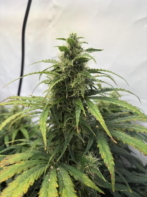 Mephisto and Dutch Passion. Week 8 - Xtreme Haze - D53