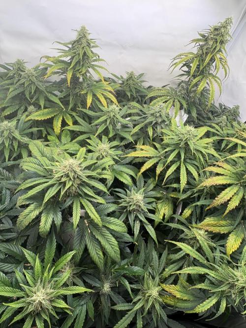 Mephisto and Dutch Passion. Week 8 - D53