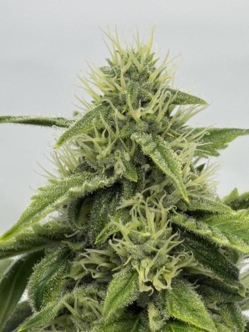 Mephisto and Dutch Passion. Week 8 - Headbanger 505 - D53