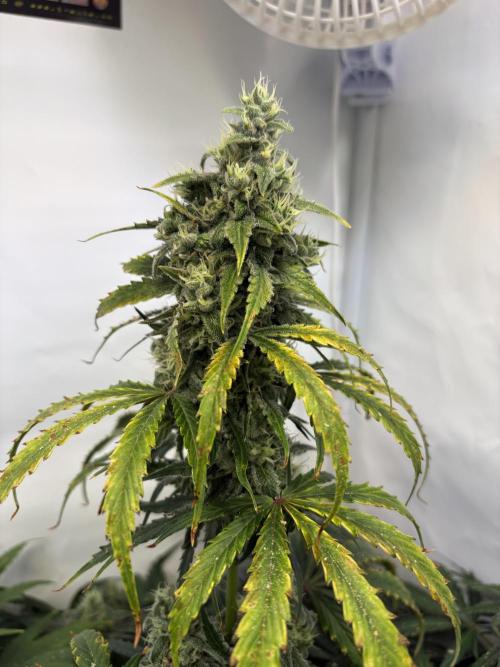 Mephisto and Dutch Passion. Week 8 - Dead Lot - D53