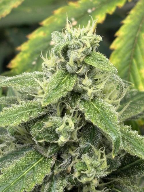 Mephisto and Dutch Passion. Week 8 - Dead Lot - D53