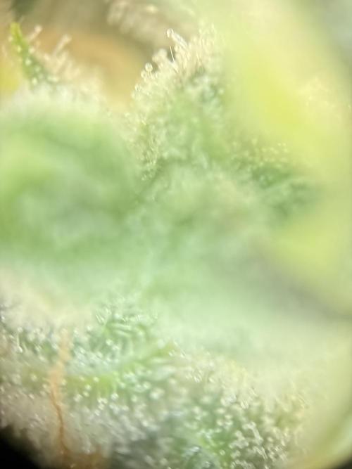 Mephisto and Dutch Passion. Week 9