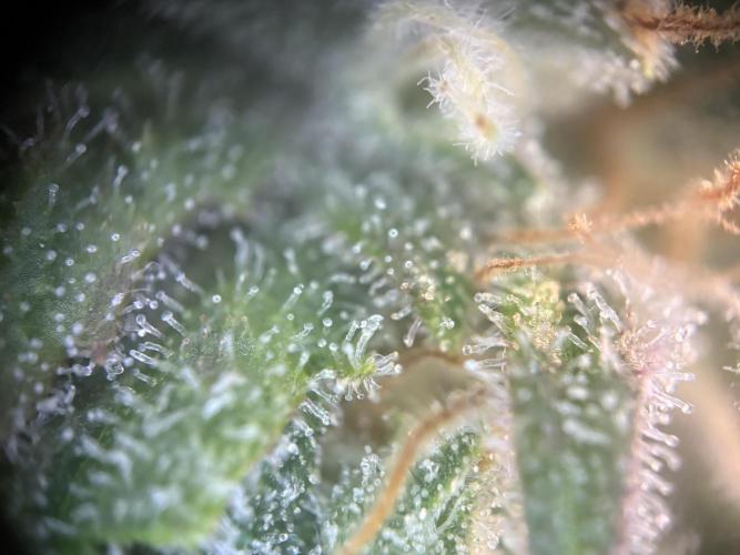 Mephisto and Dutch Passion. Week 9