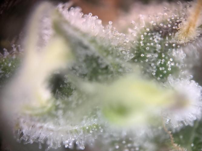 Mephisto and Dutch Passion. Week 9