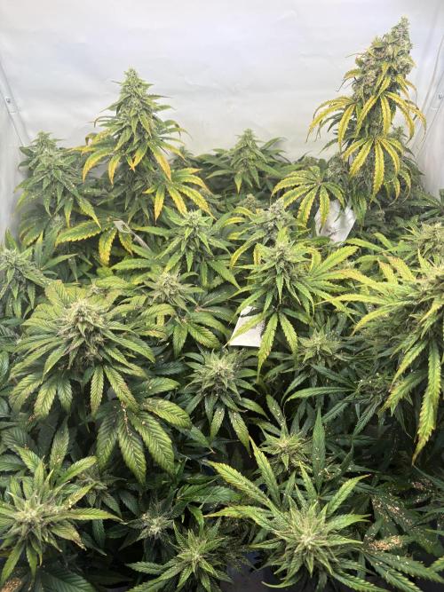 Mephisto and Dutch Passion. Week 9