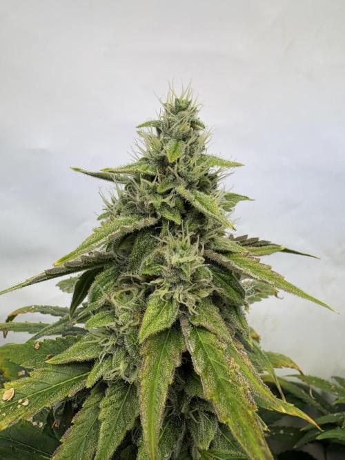 Mephisto and Dutch Passion. Week 9 - Headbanger 505 - D60