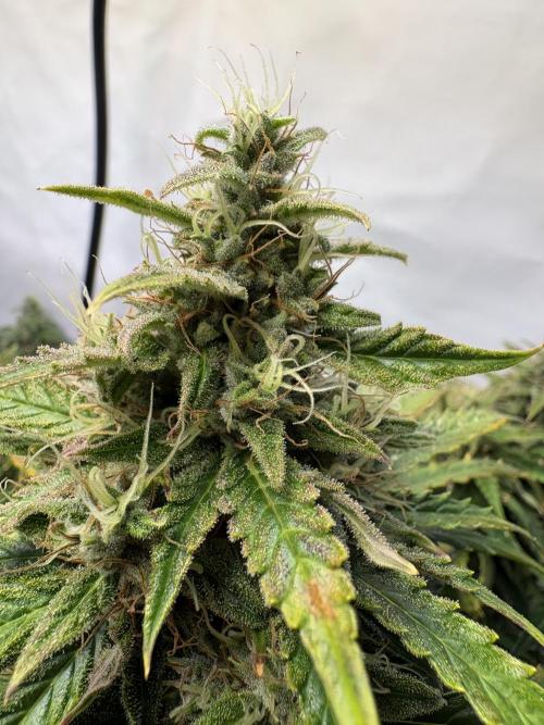 Mephisto and Dutch Passion. Week 9 - Auto Xtreme - D60