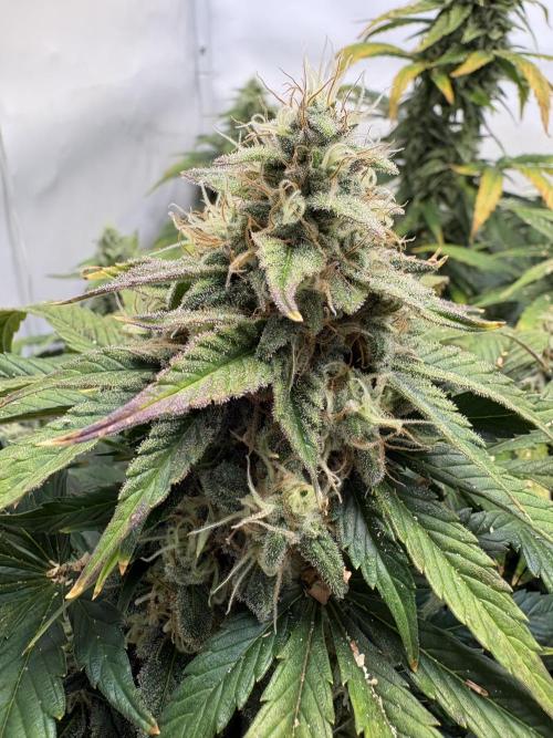 Mephisto and Dutch Passion. Week 9 - FS X SC - D60